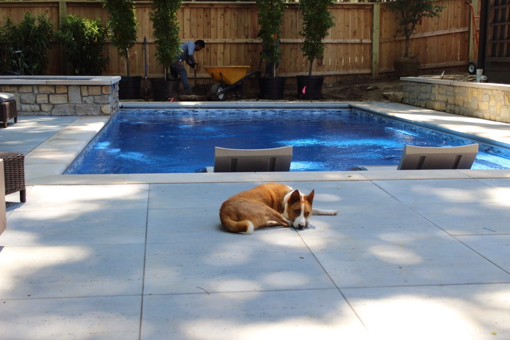 Can-My-Dog-Swim-in-My-Fiberglass-Pool.webp Dogs in Pools: Can My Dog Swim in My Fiberglass Pool?